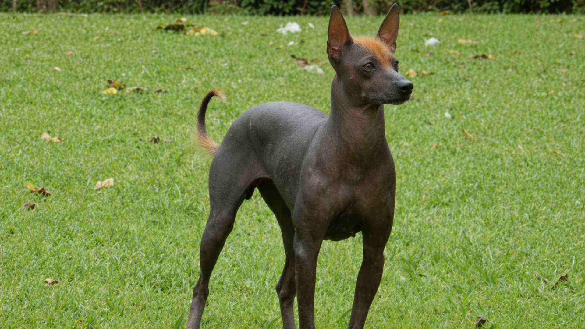 Pila argentino perro sin pelo